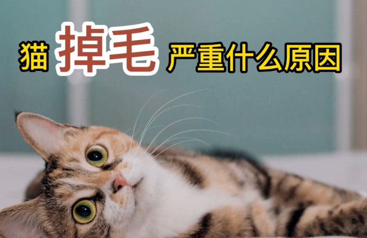 猫咪“爱掉毛”的原因，你家猫咪中了几个？