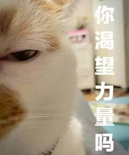 猫咪总是趴在冰箱上，是在计划吃掉我么？