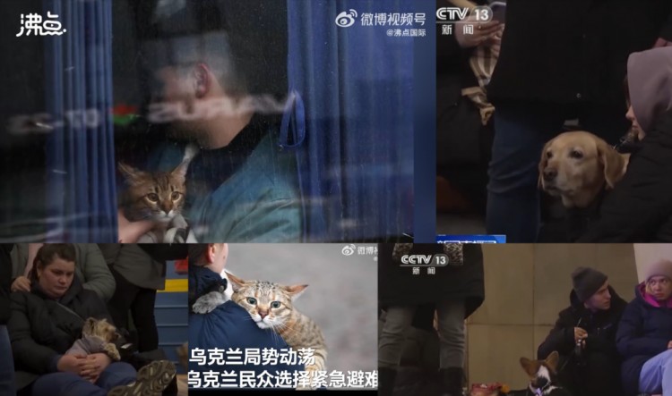 少女怀抱猫咪避难：不管发生什么我都不会丢下你…