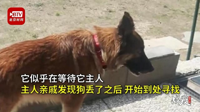 疫情版忠犬八公现实上演：宠物犬苦等因病去世主人场面催人泪下