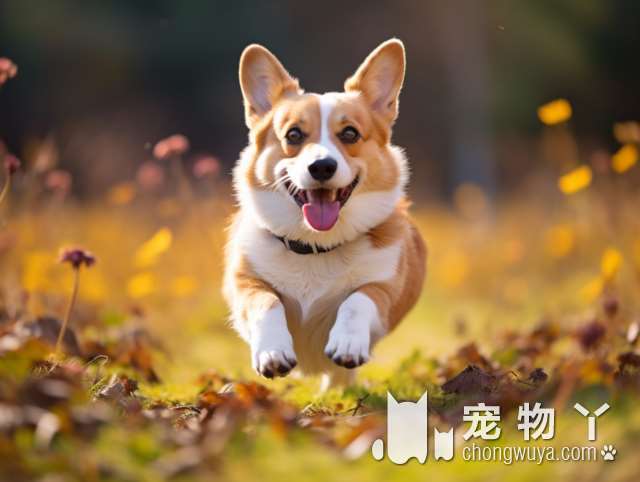 柯基犬为什么不吃狗粮？都是因为你对它太过宠爱啦！