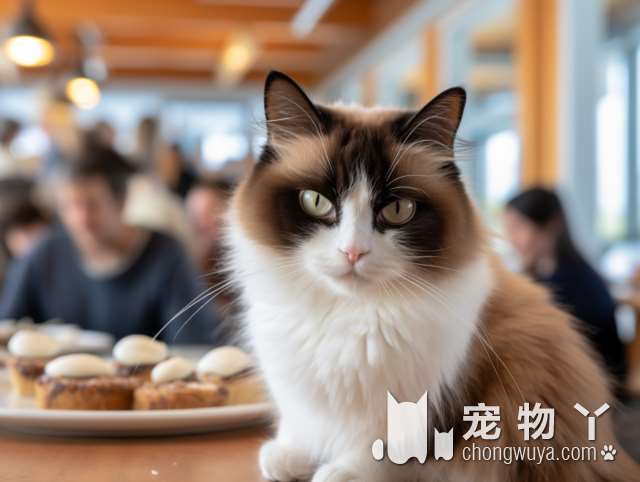 猫咪享受撸猫乐趣？